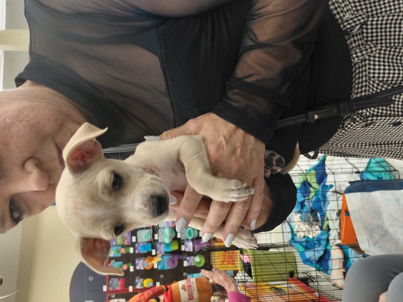 Adoption event at Petco