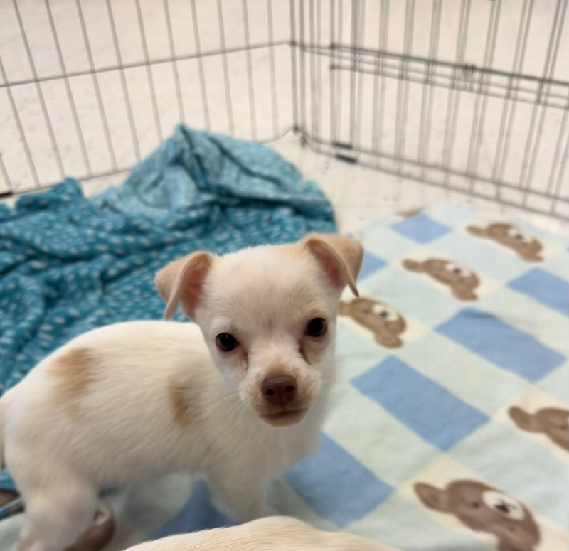 Meet and Greet at Pet Vet Market