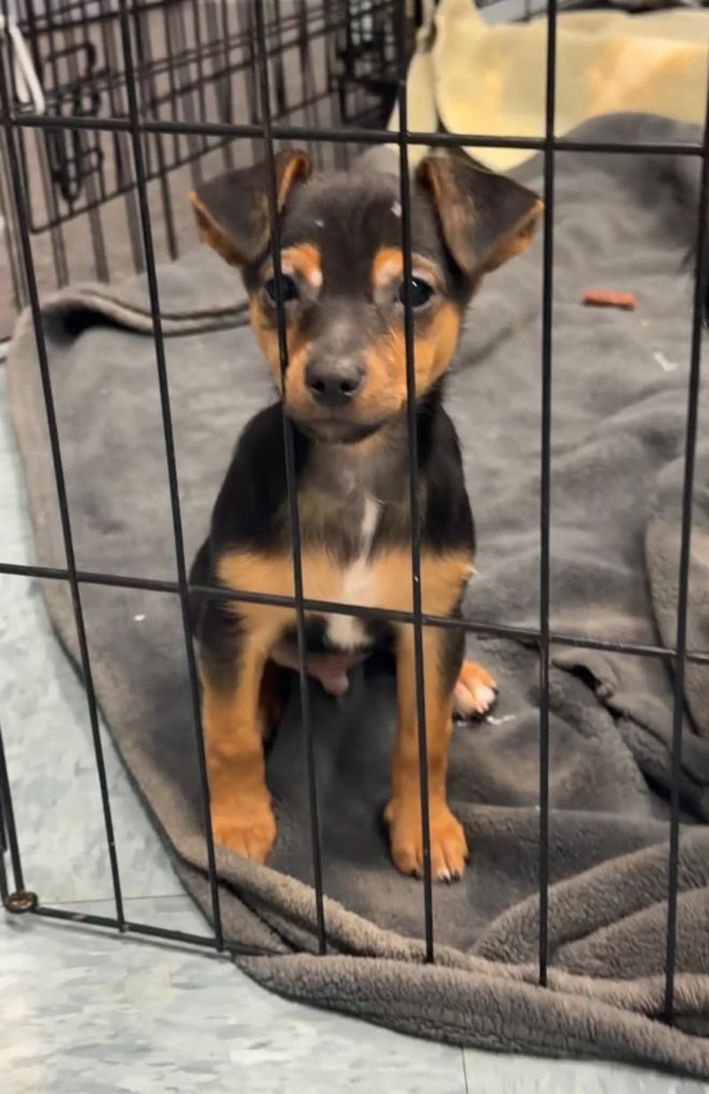 Adoption event at Petco