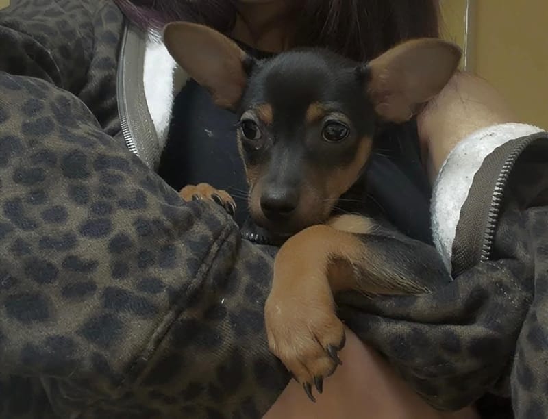 Adoption event at Petco