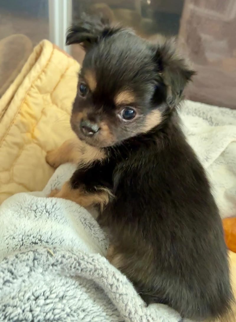 Adoption event at Petco