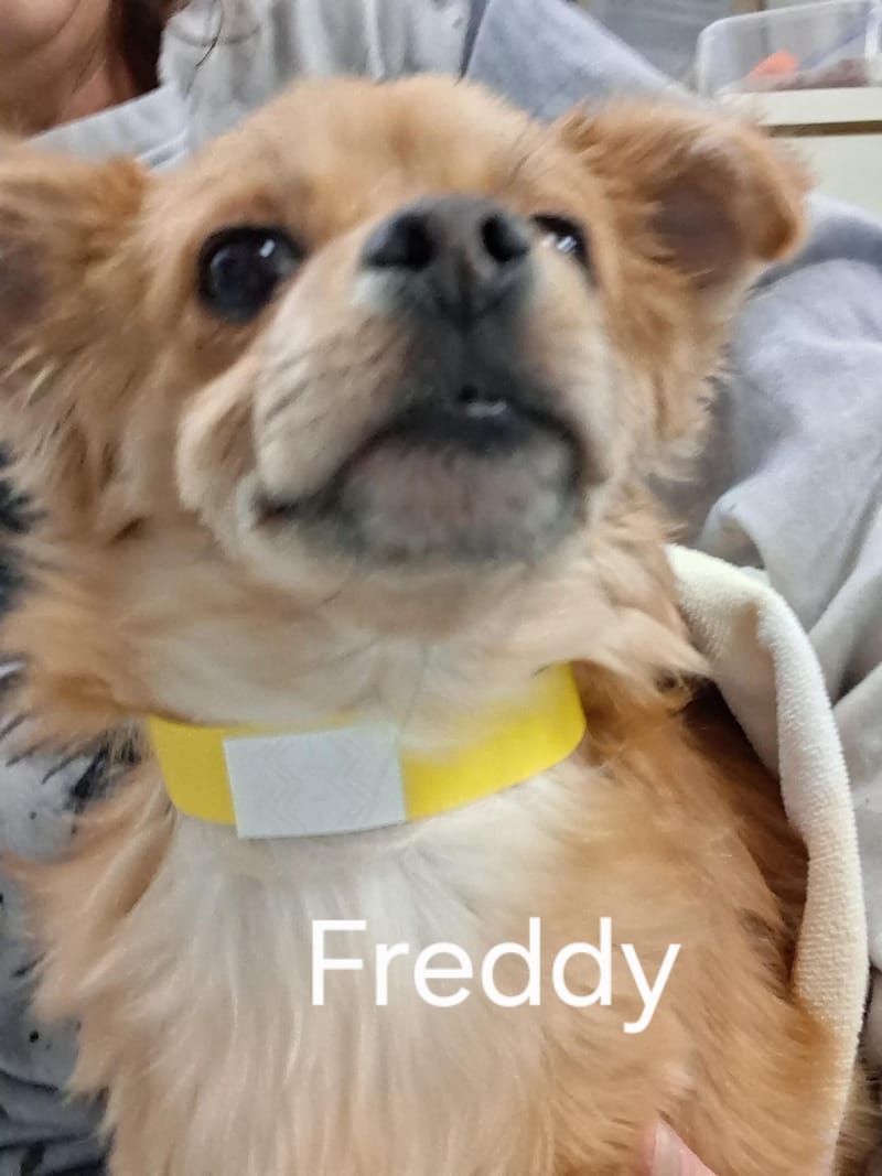 Meet and Greet at Pet Vet Market