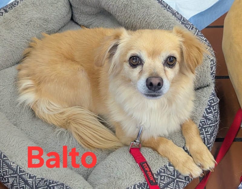 September 2026: Balto