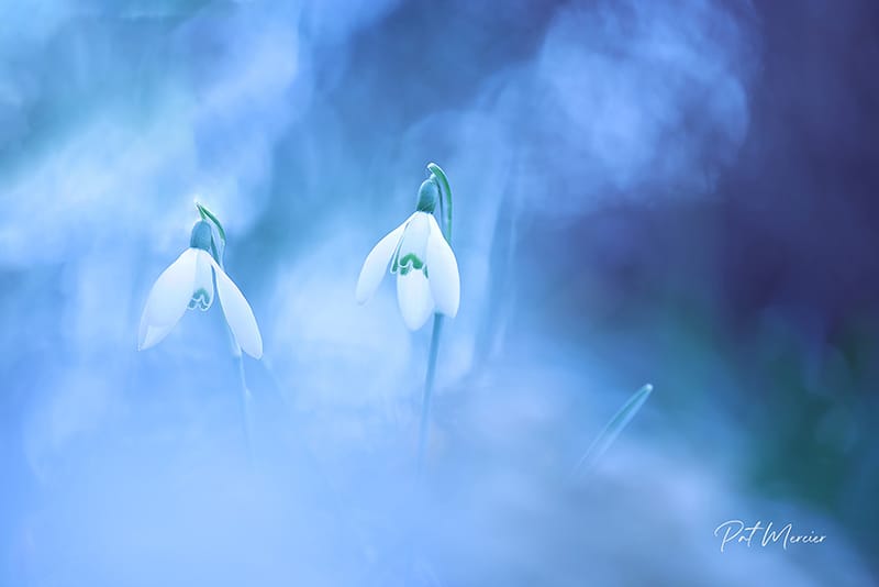 DOUCEURS PASTEL