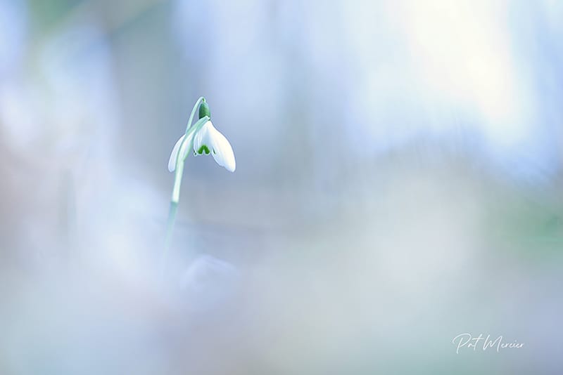Perce Neige