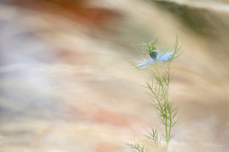 Nigelle de Damas