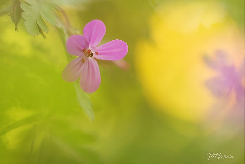 L'herbe à Robert