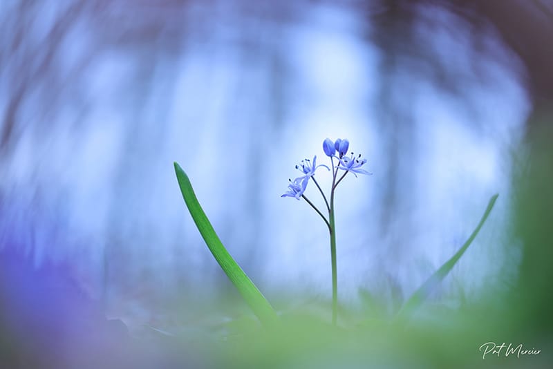 La scille à deux feuilles