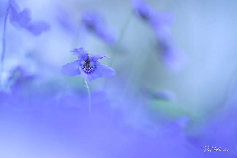 La violette