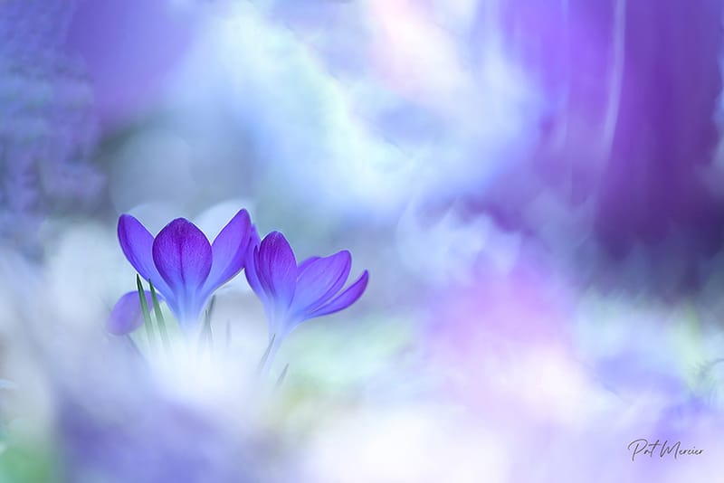 Le crocus