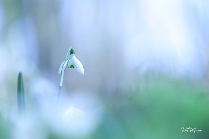 Perce Neige