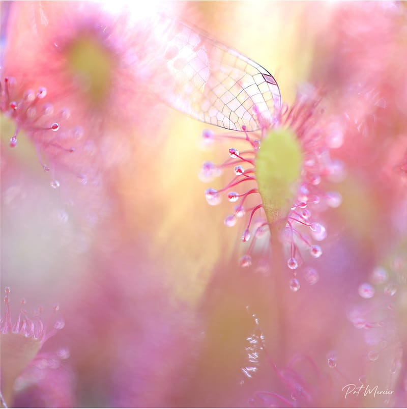 Le drosera