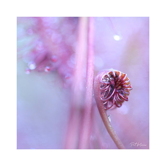 Une drole de petite plante