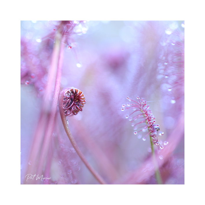 Une drole de petite plante