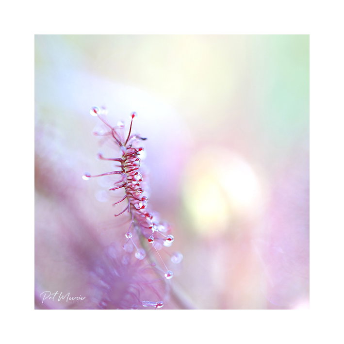 Une drole de petite plante
