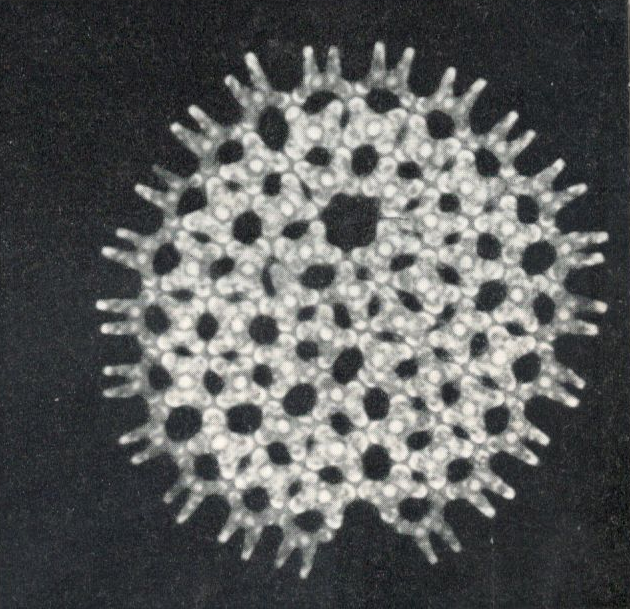 Abb.1: Grünalge Pediastrum, das Zackenrädchen