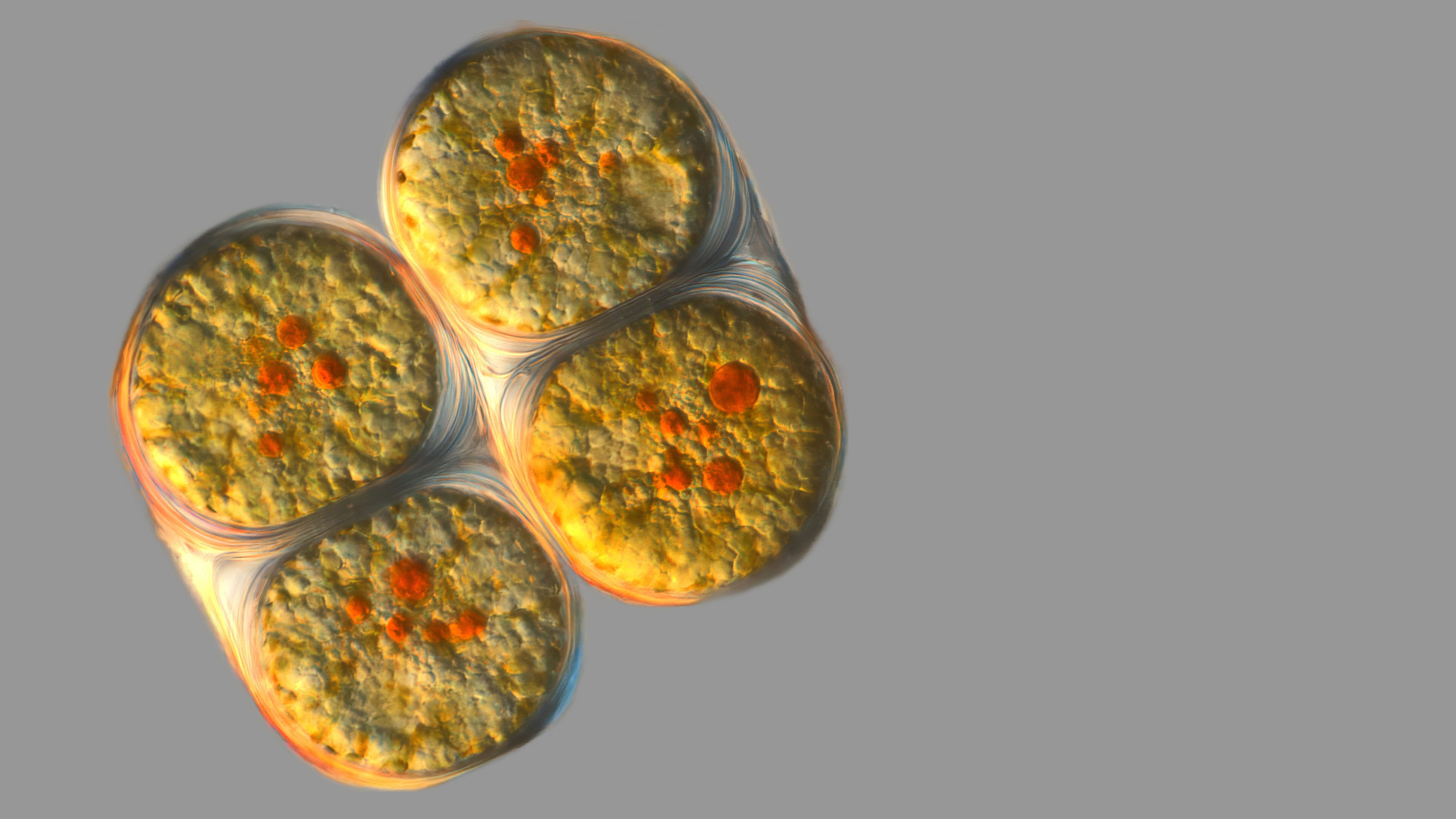 Dauerformen von Dinoflagellaten in Teilungsstadium