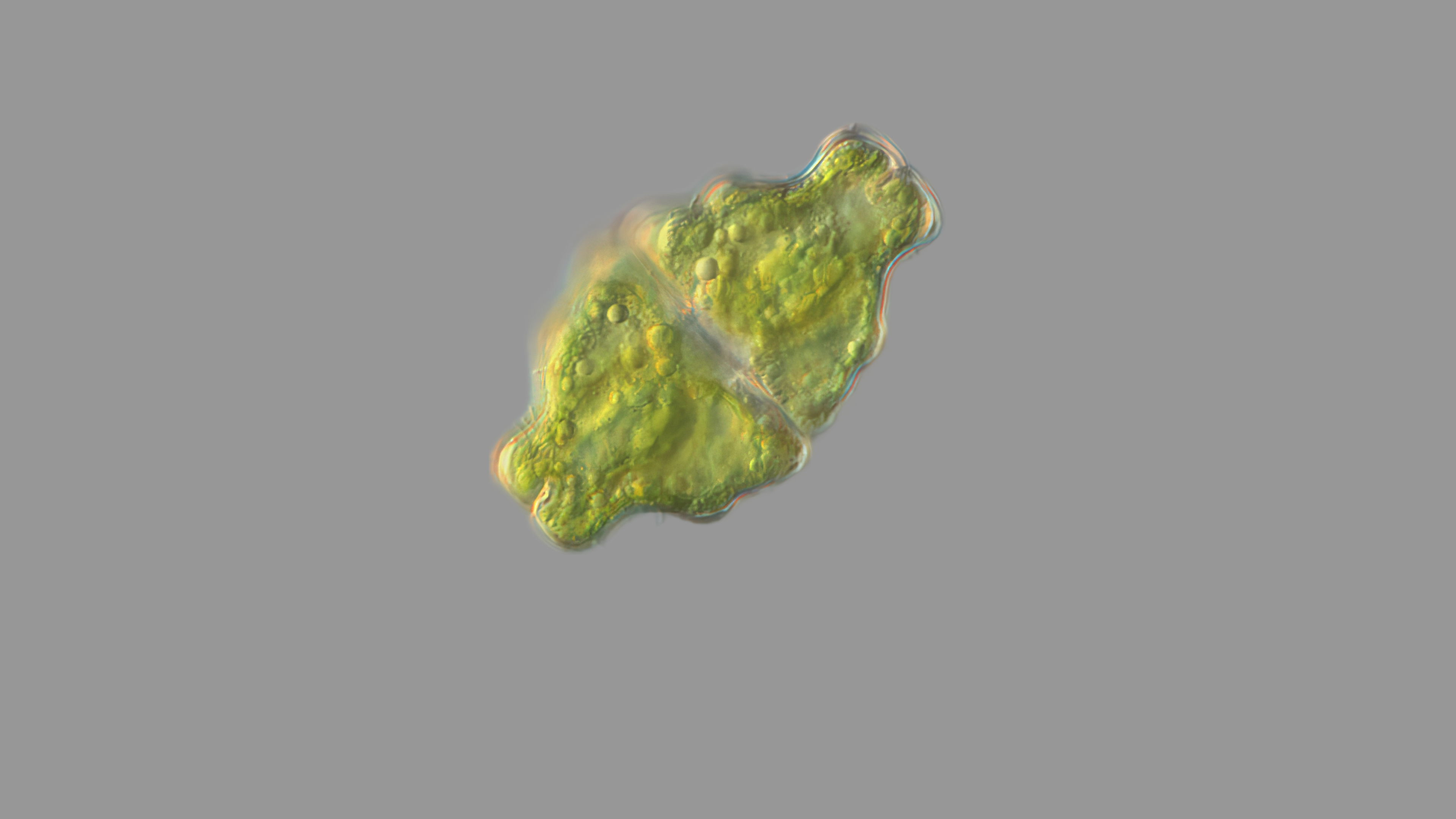 Euastrum ansatum