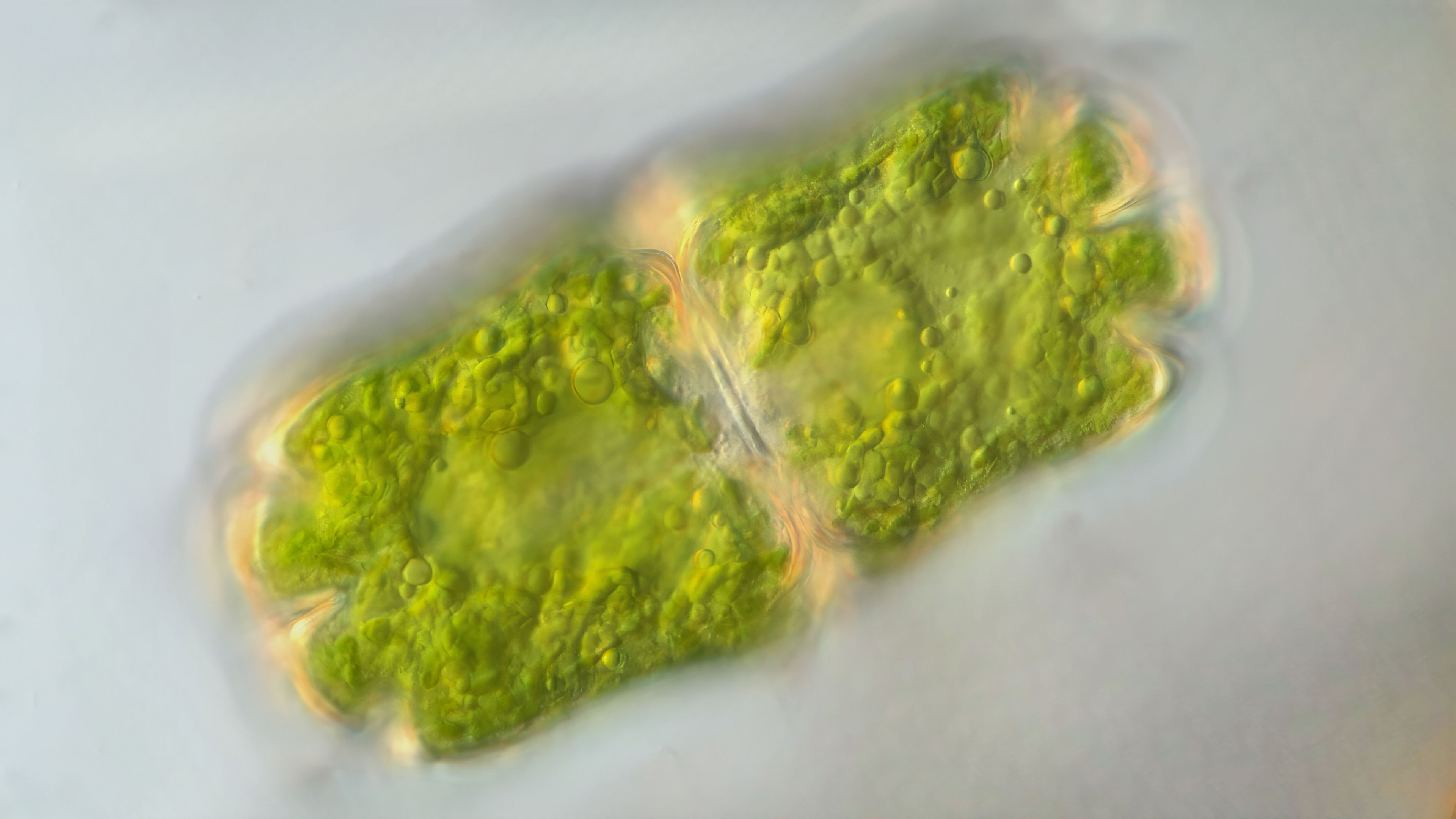 Euastrum crassum