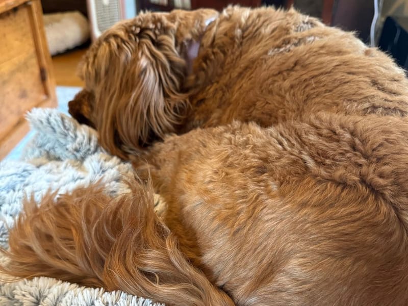 Pets Don't Pretend: Visible Nervous System Changes with Safe & Sound Protocol (SSP)