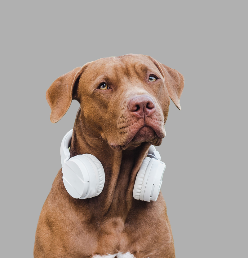 SSP with Pets Webinar