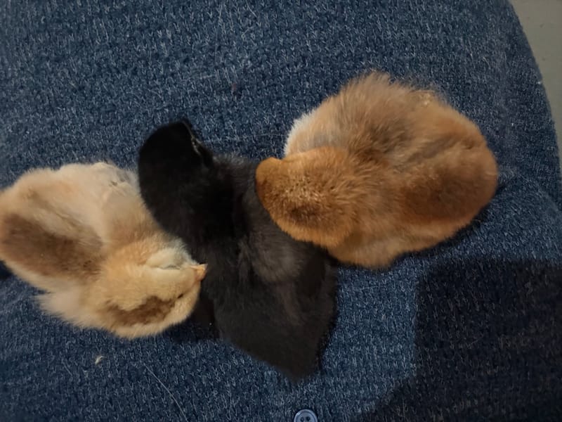 What a Fox, Some Chickens, and a Hatch of Chicks Taught Me About Resilience