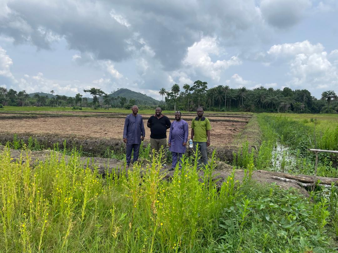 IVS Cultivation in Kenema District