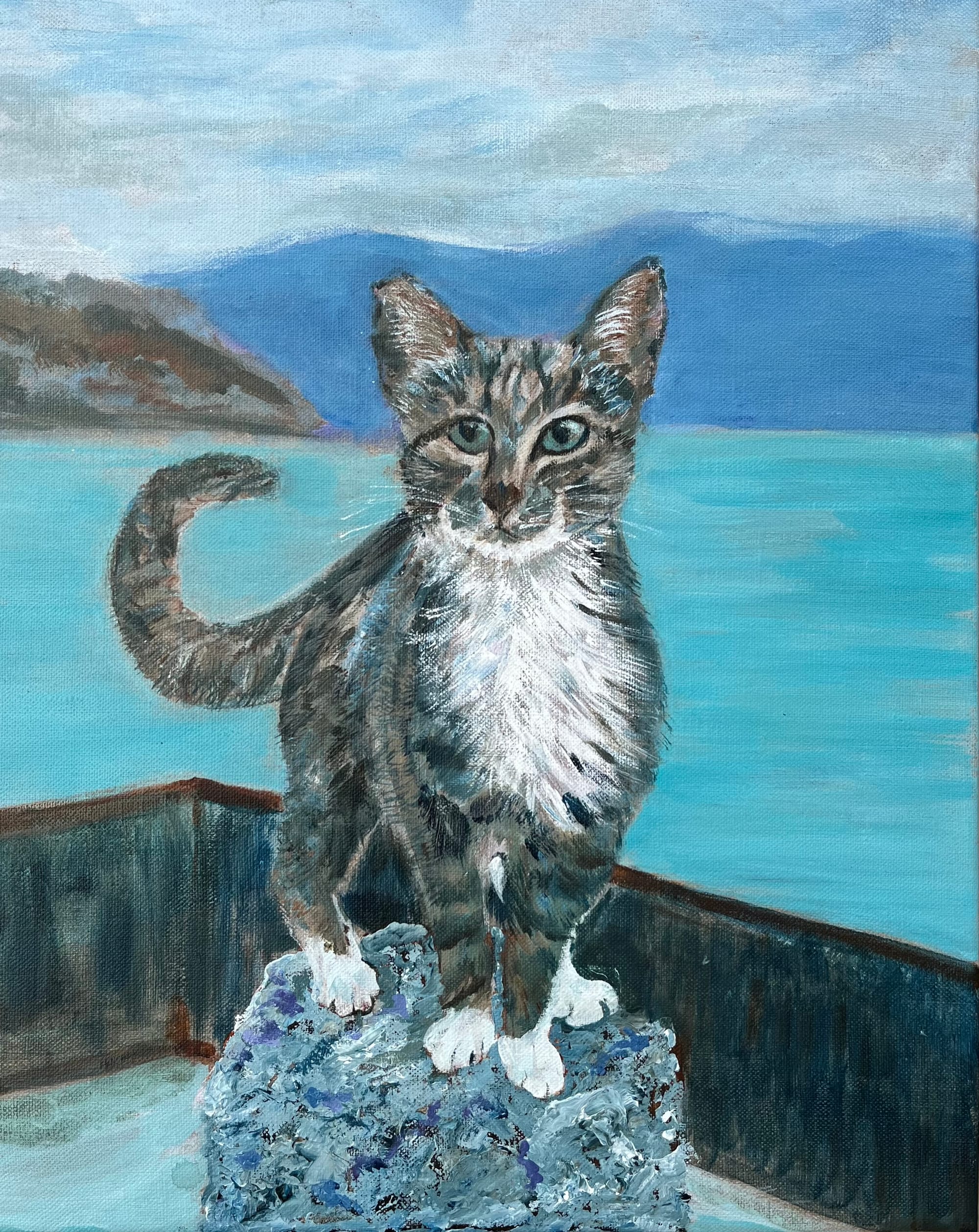 Montenegro Cat