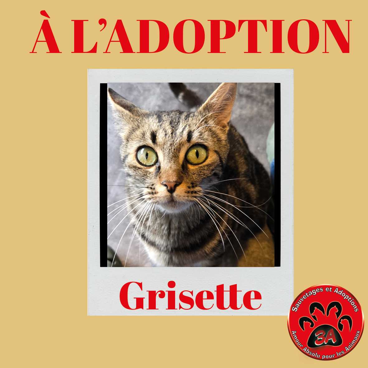 GRISETTE