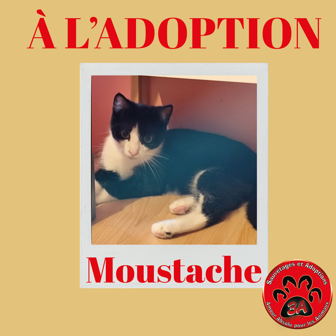 MOUSTACHE