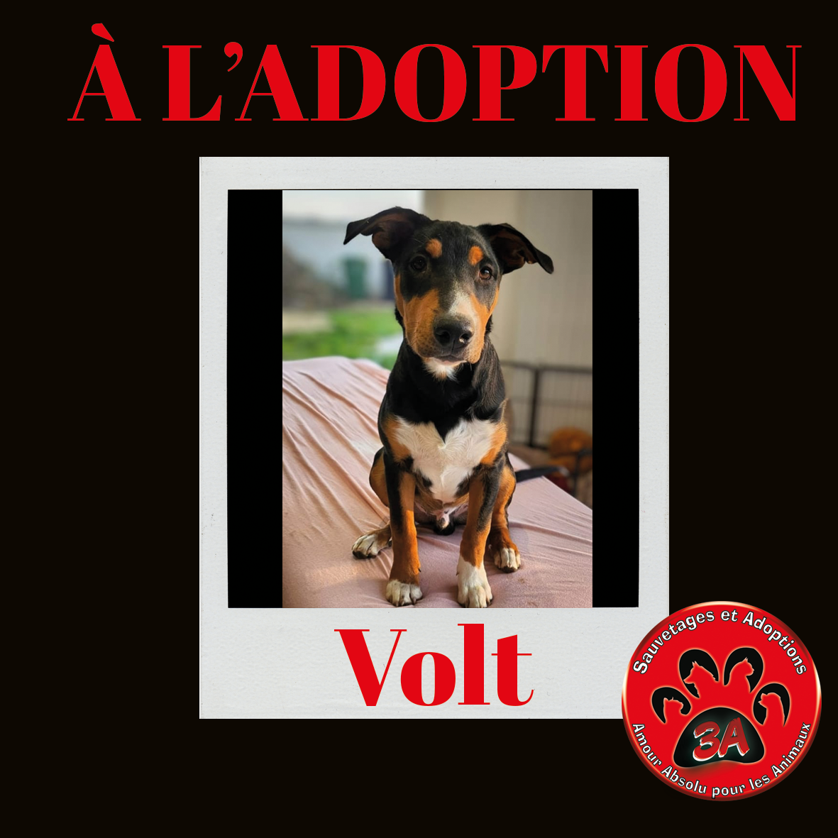 VOLT