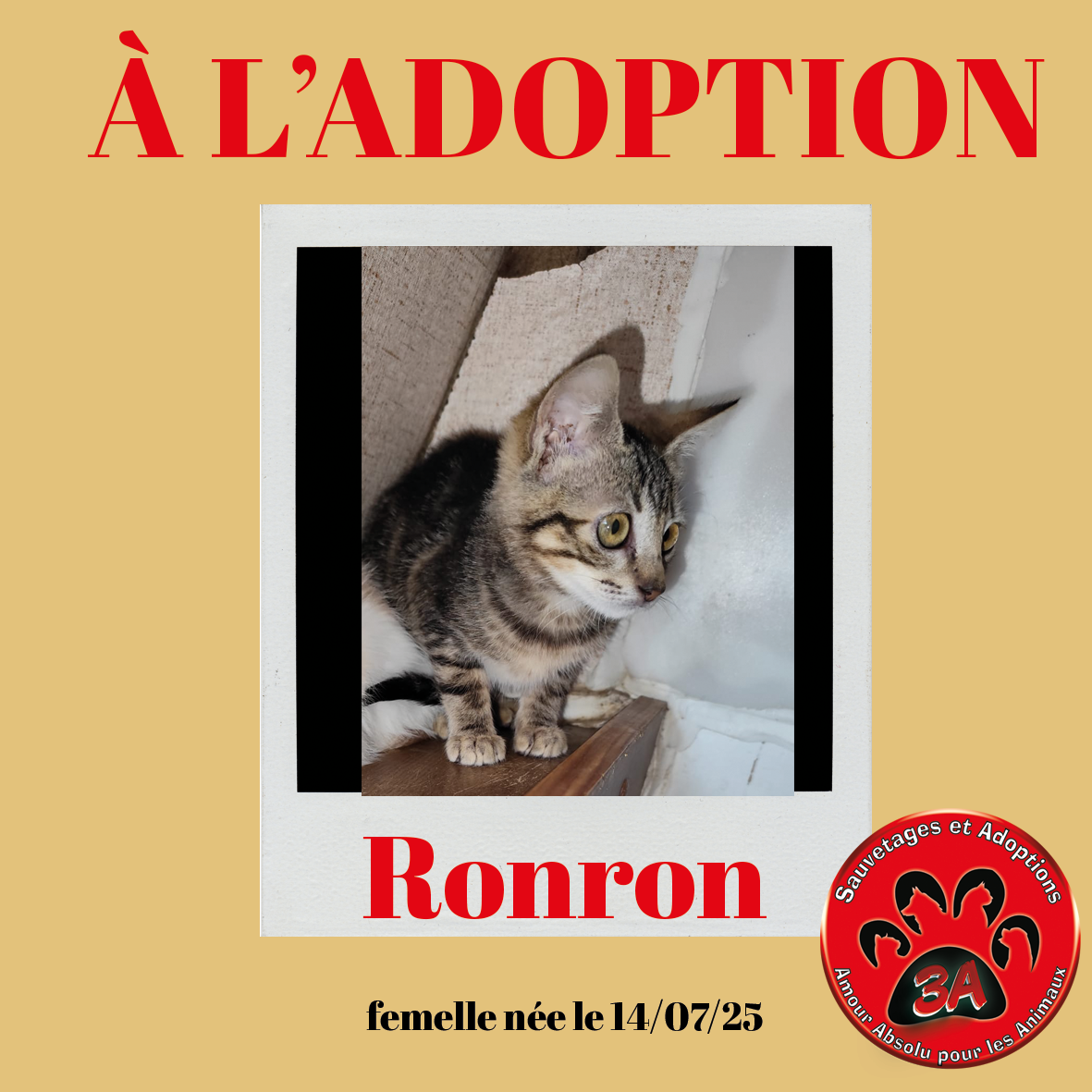 RONRON