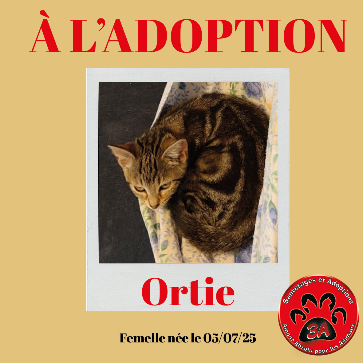 ORTIE