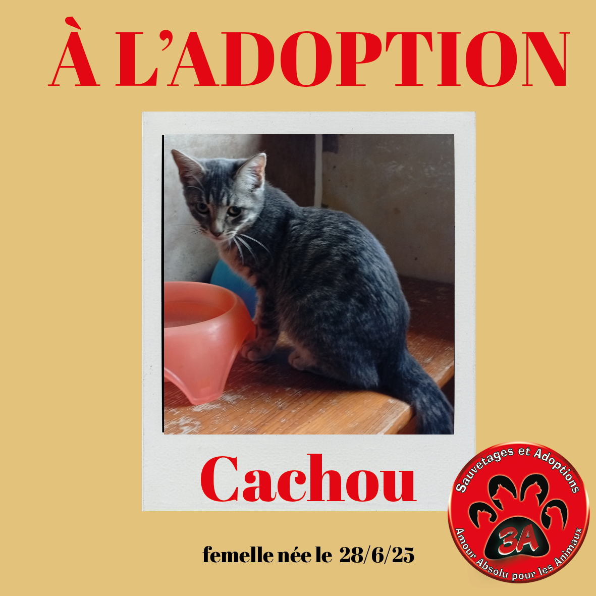 CACHOU