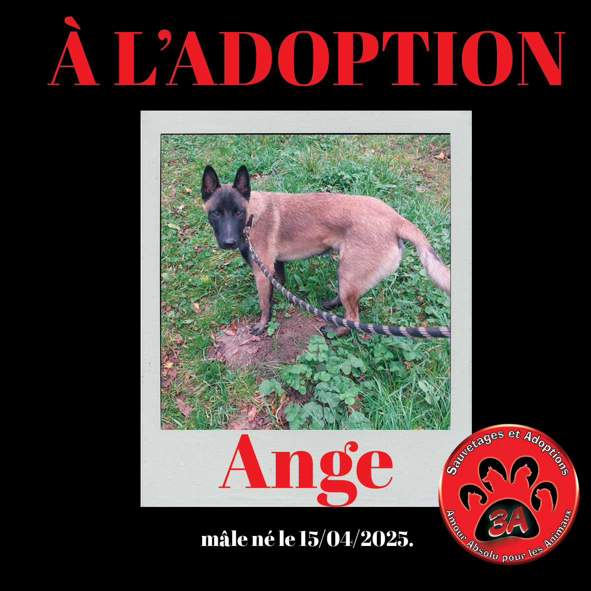 ANGE
