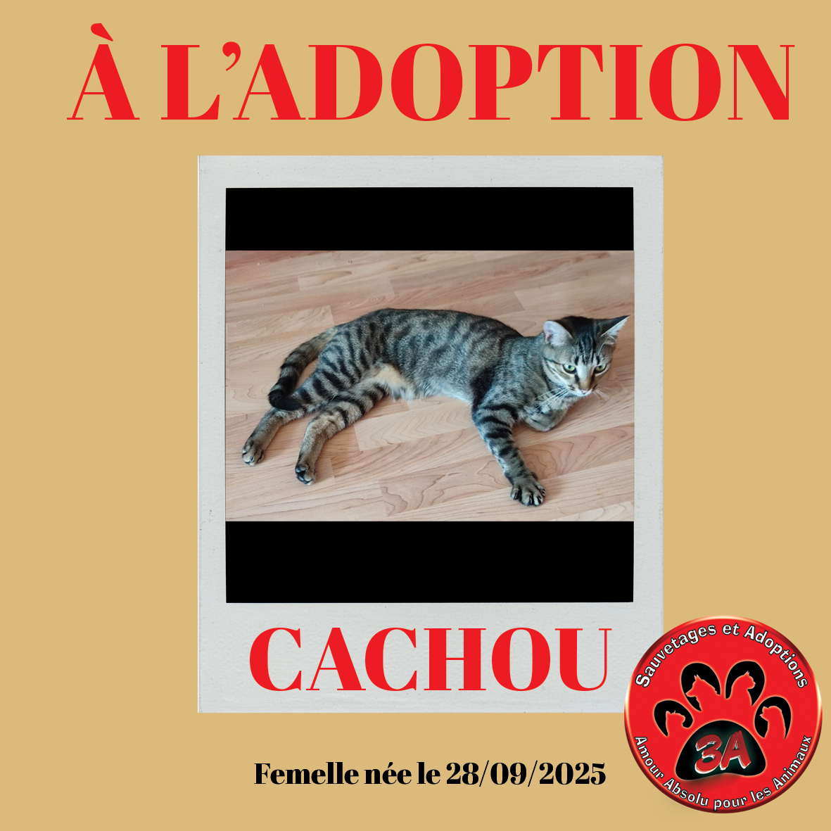 CACHOU