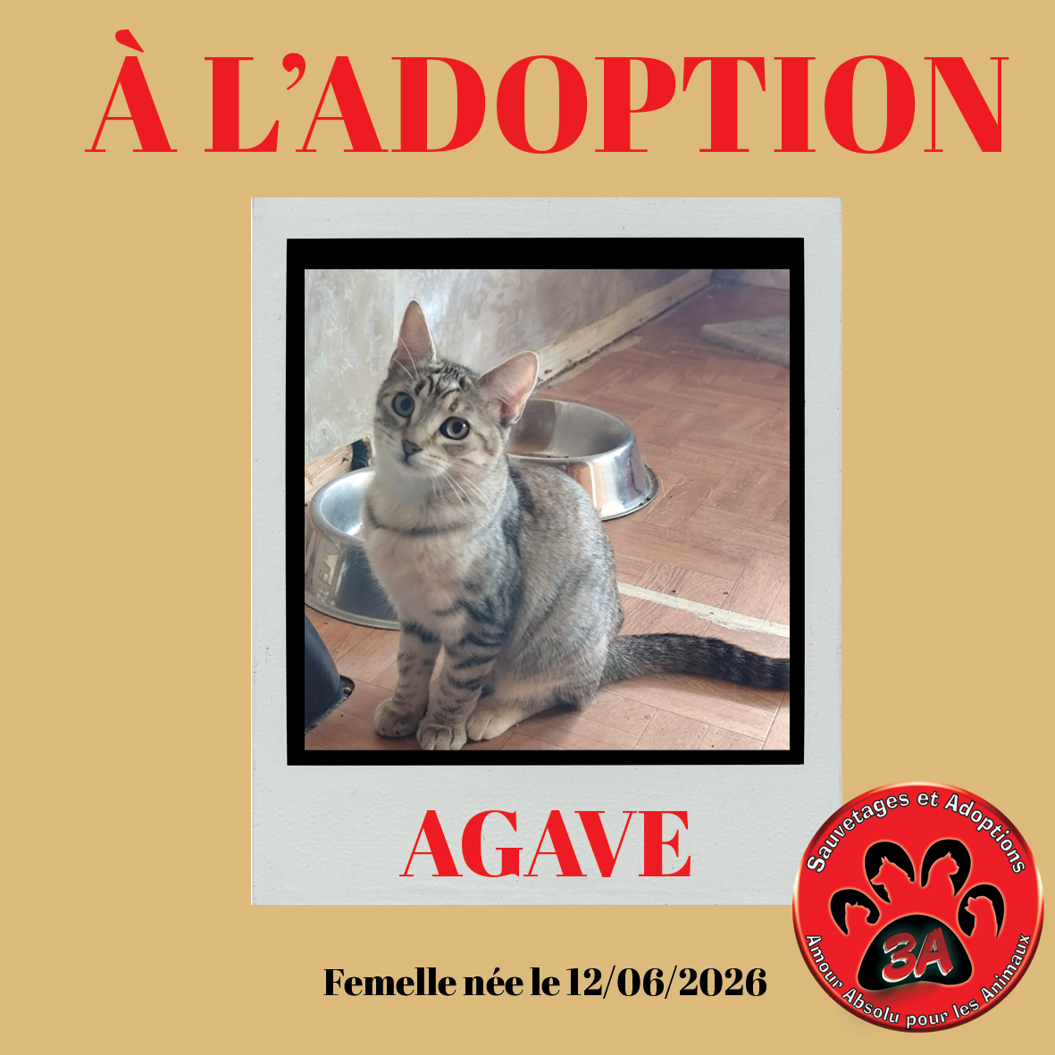 AGAVE