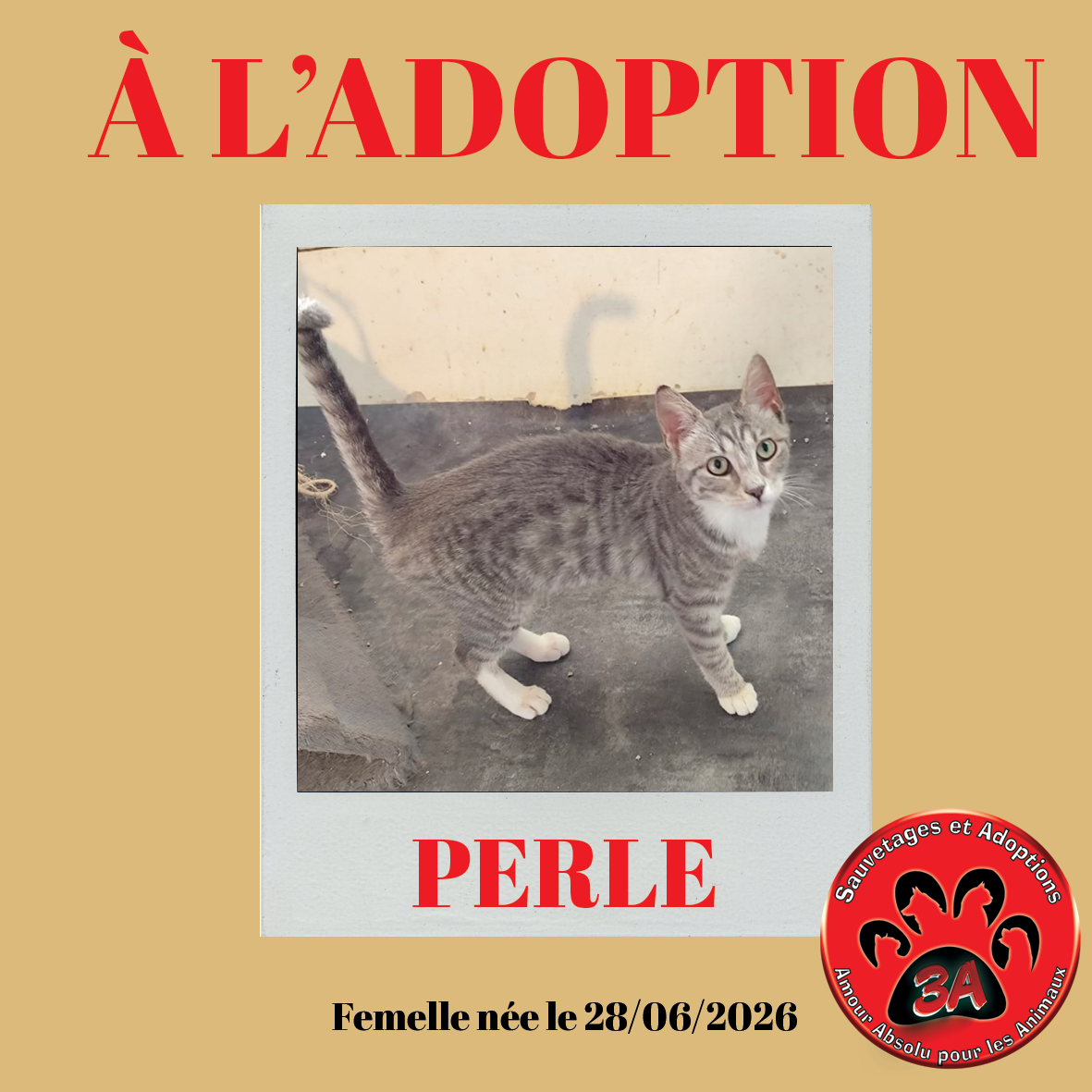 PERLE