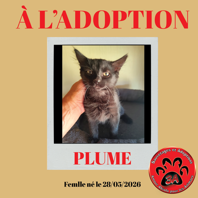 PLUME