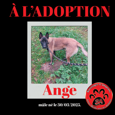 ANGE