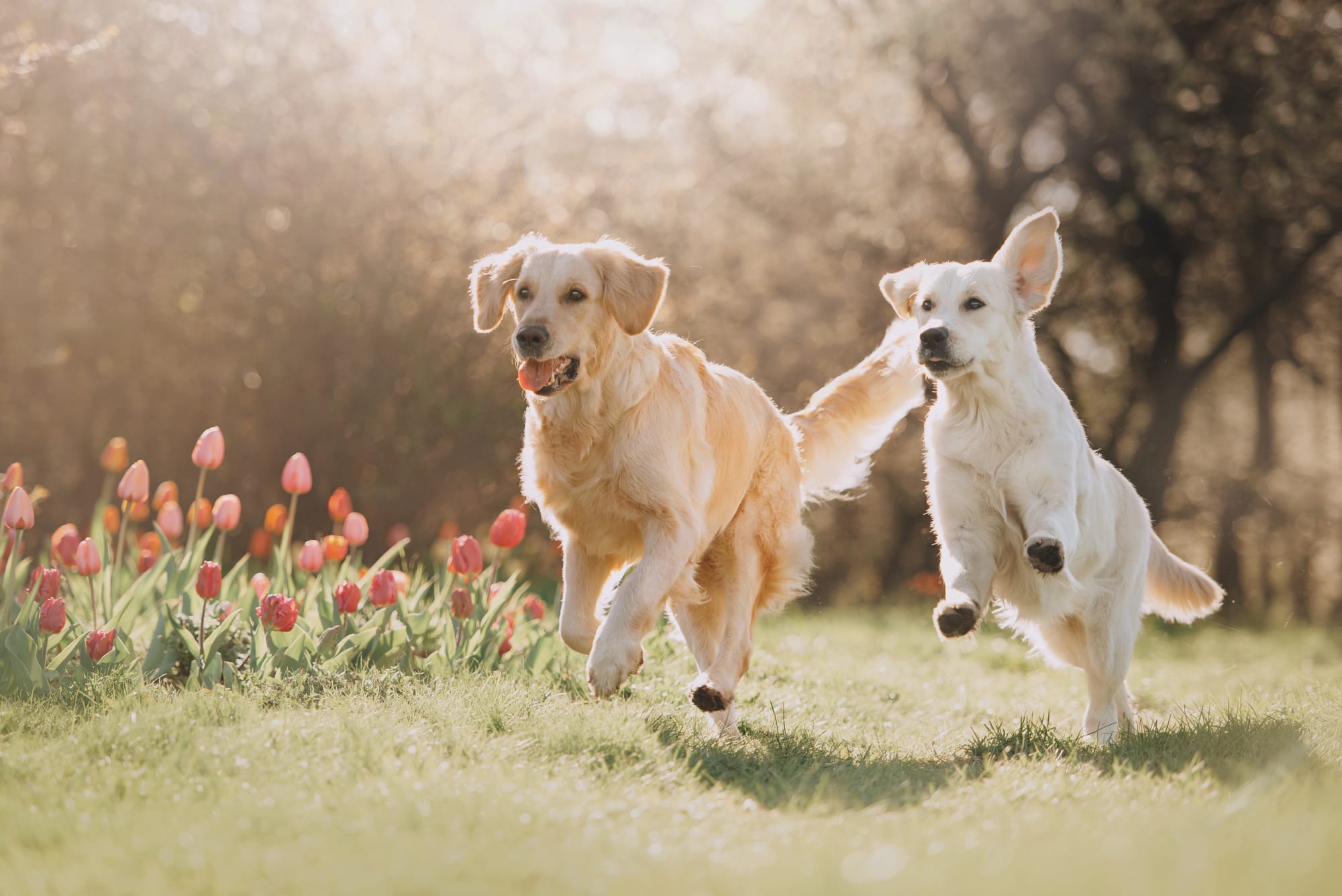 PERMETTE AL TUO CANE DI INCONTRARE I SUOI AMICI IN REAL-TIME