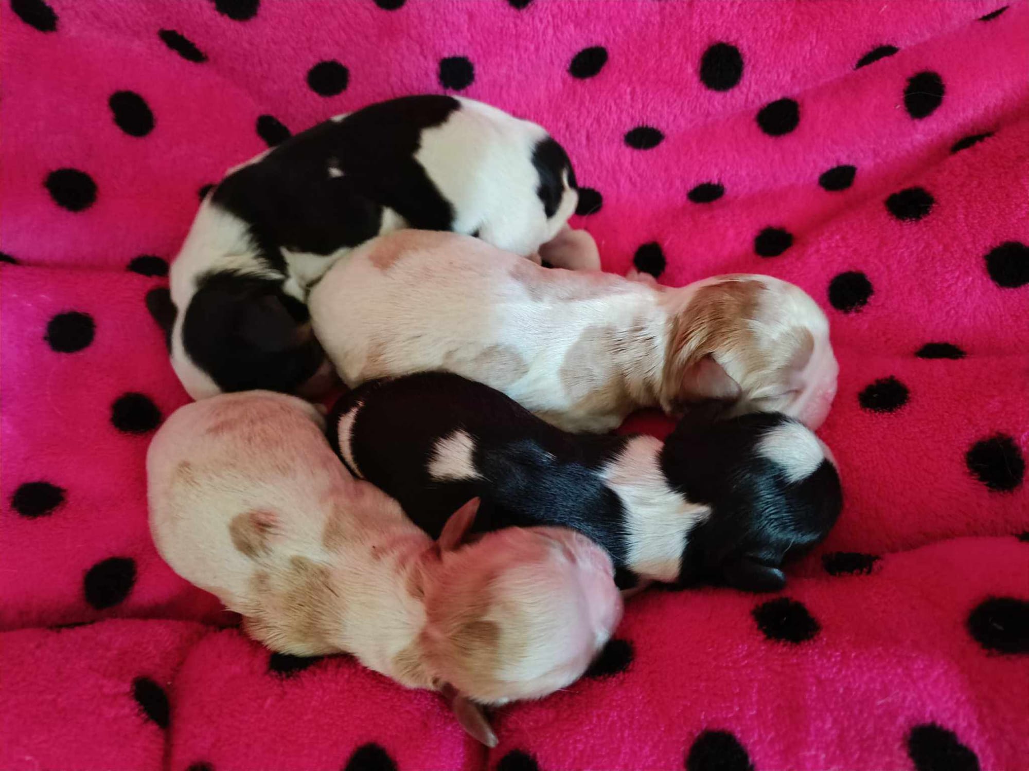 Máme štěňátka kingů / We have puppies KING CHARLES Spaniel