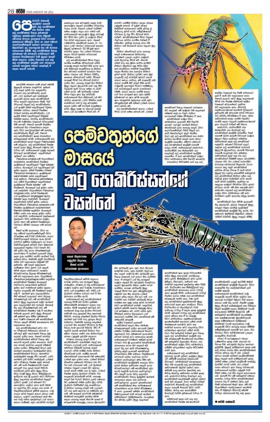පෙම්වතුන්ගේ මාසයේ කටු පොකිරිස්සන්ගේ වසන්තේ