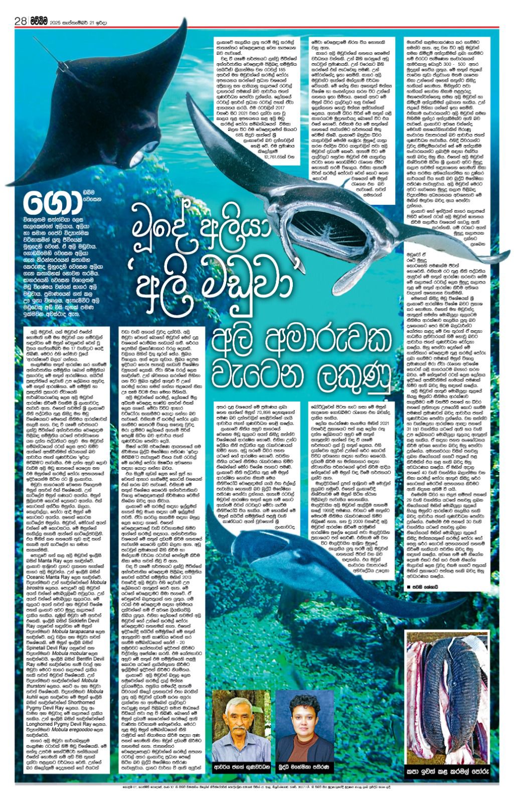 මුදේ අලියා.... අලි මඩුවා අලි අමාරුවක වැටෙන ලකුණු!!!!!!