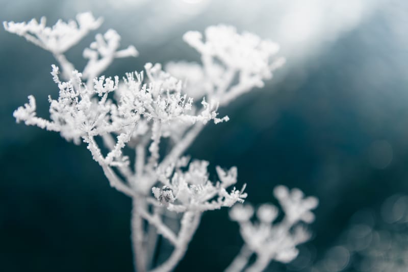 Newsletter Winter 2025