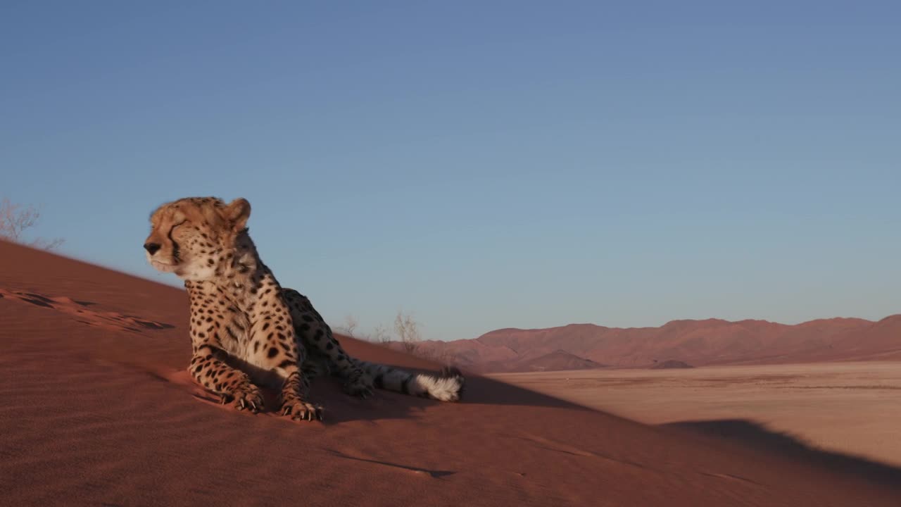 Hizaifa Essa - Aug 2024