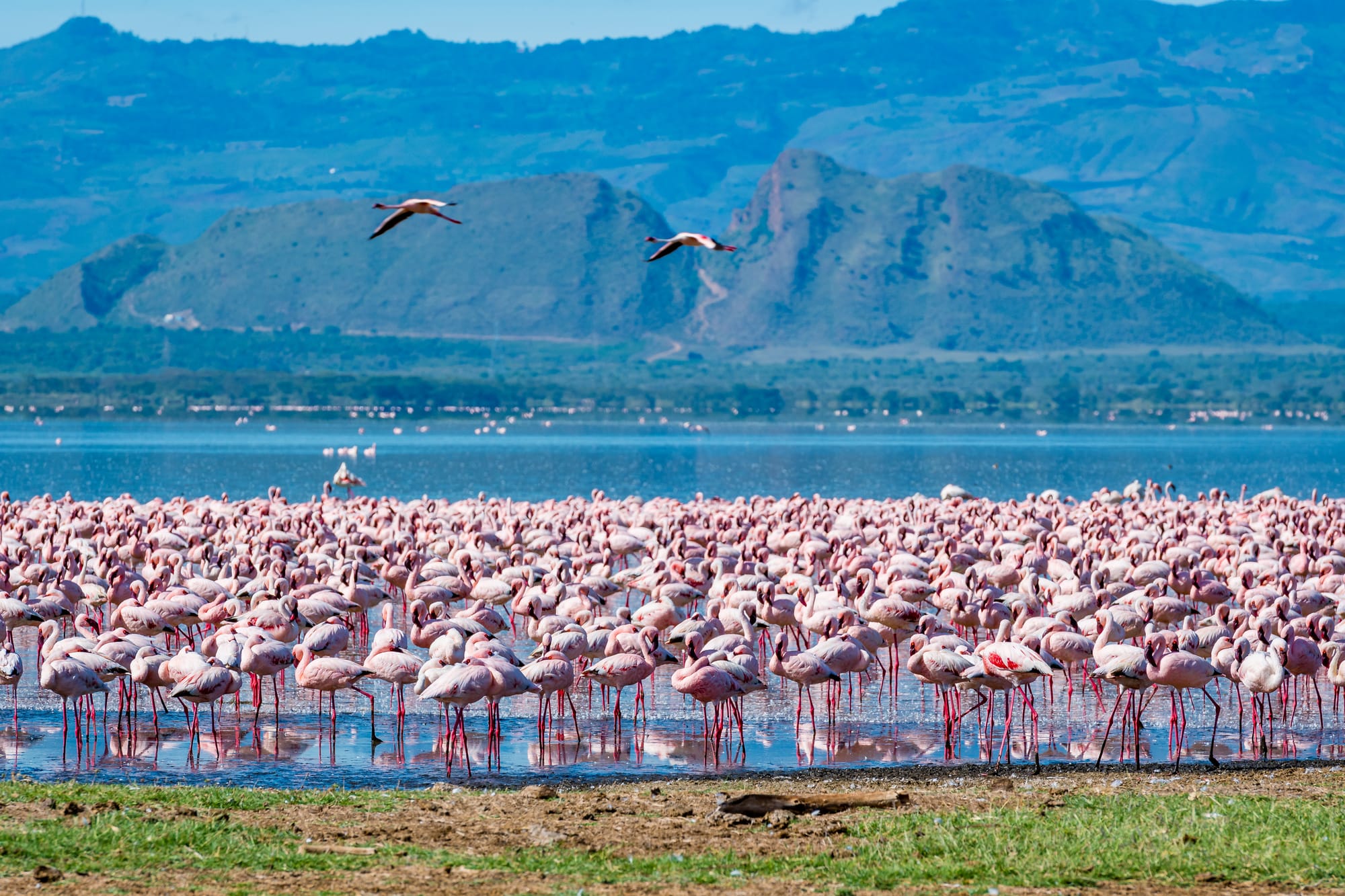 Weekend Escape – Lake Naivasha & Elementaita