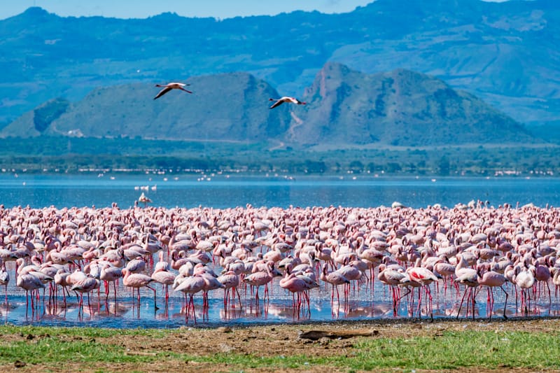 Weekend Escape – Lake Naivasha & Elementaita