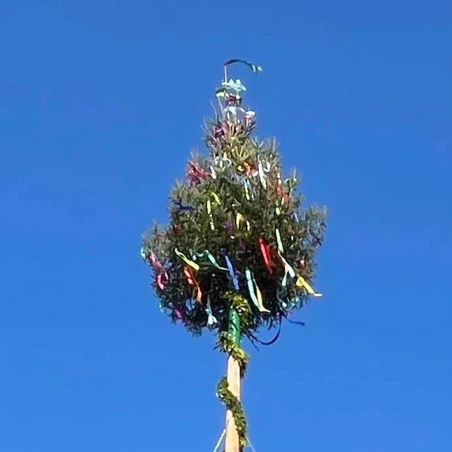 Maibaum 2025
