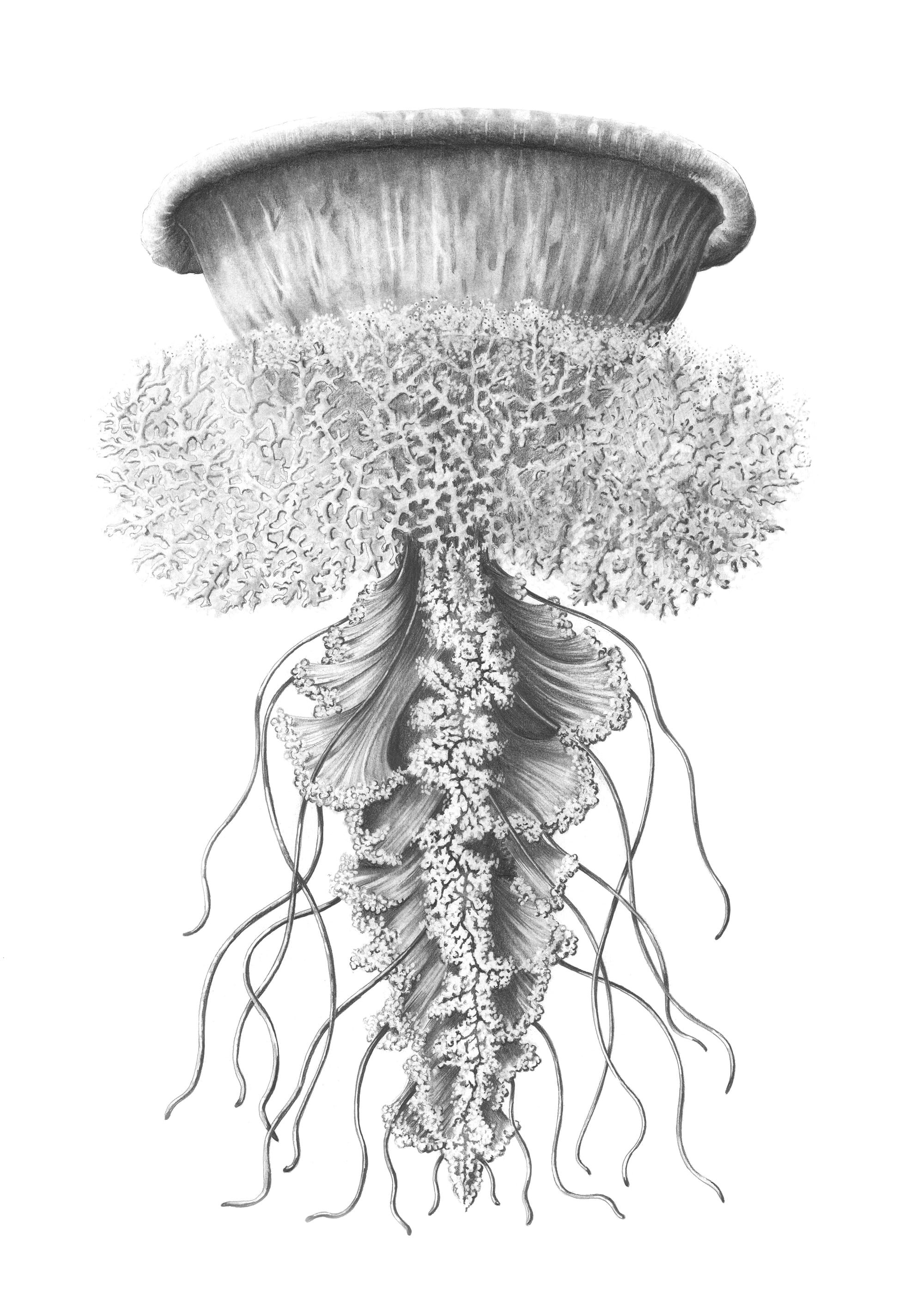 Méduse_6